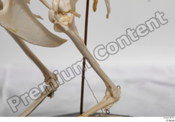 Skeleton Bird Animal photo references